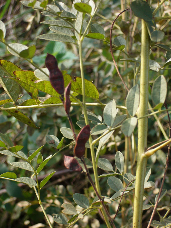 Glycyrrhiza glabra / Liquerizia