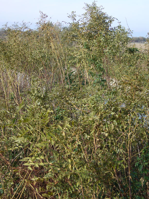 Glycyrrhiza glabra / Liquerizia