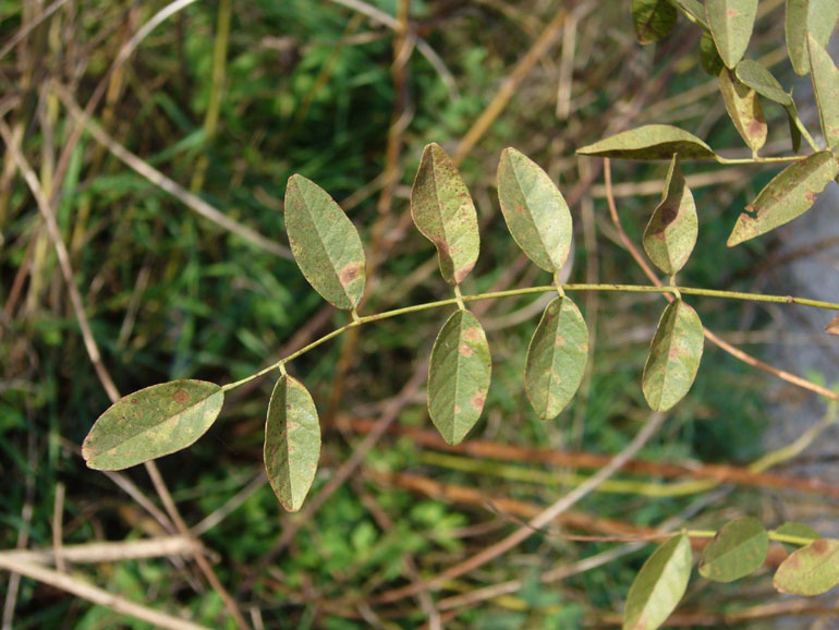 Glycyrrhiza glabra / Liquerizia
