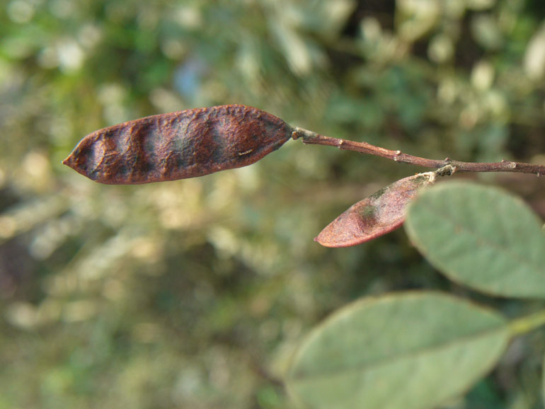 Glycyrrhiza glabra / Liquerizia
