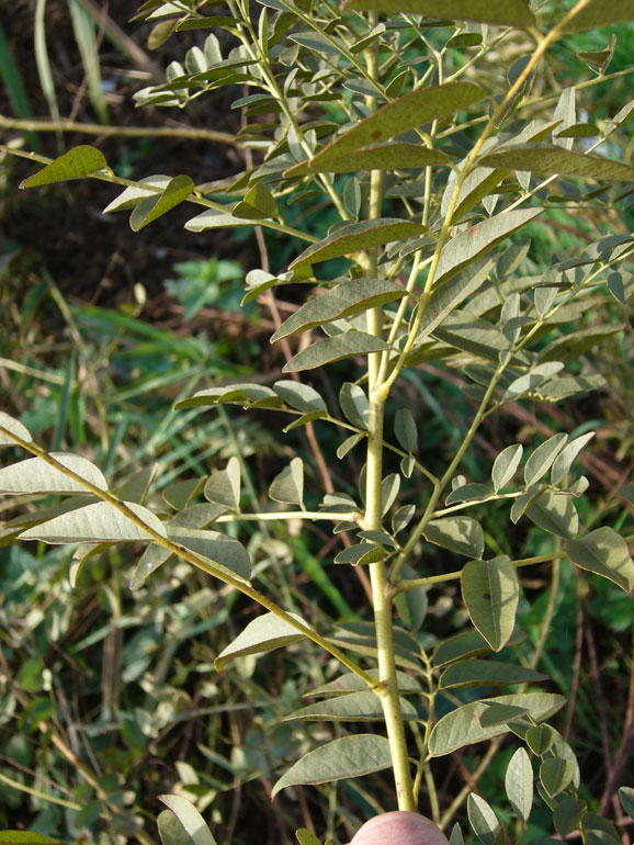 Glycyrrhiza glabra / Liquerizia