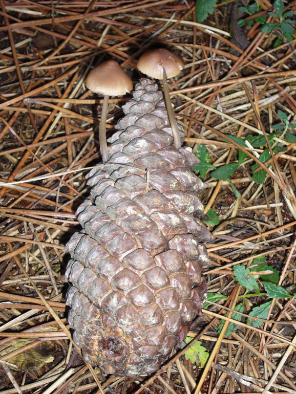Forse Strobilurus 1 (cfr. Mycena seynii)