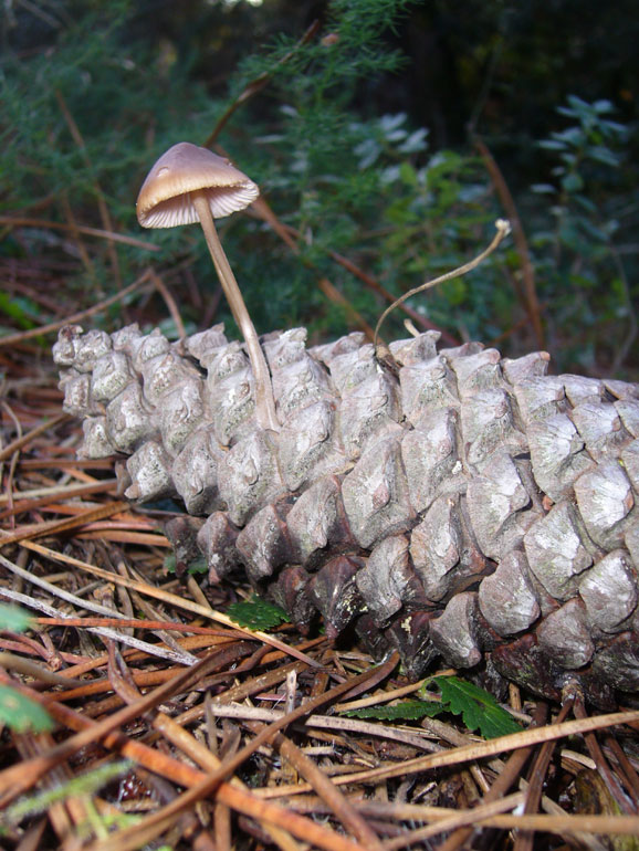 Forse Strobilurus 1 (cfr. Mycena seynii)