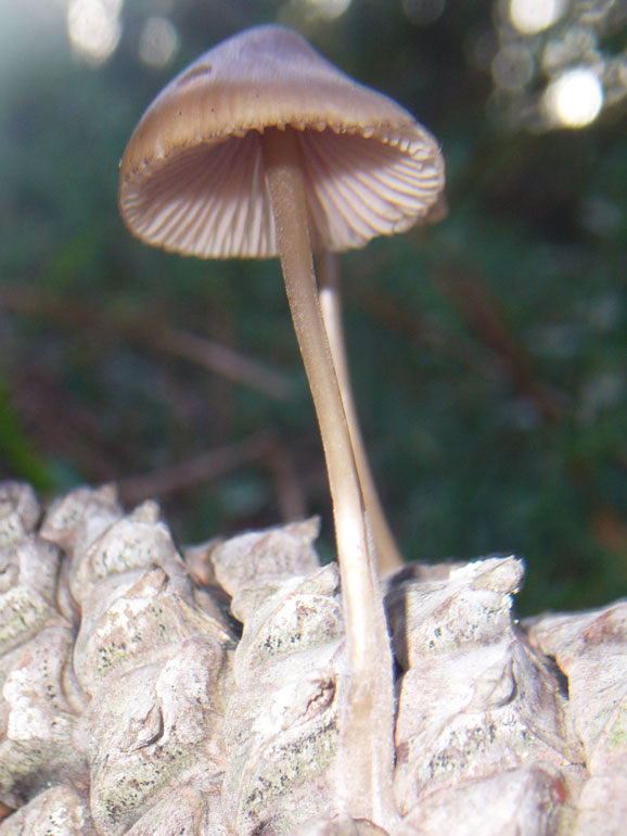 Forse Strobilurus 1 (cfr. Mycena seynii)