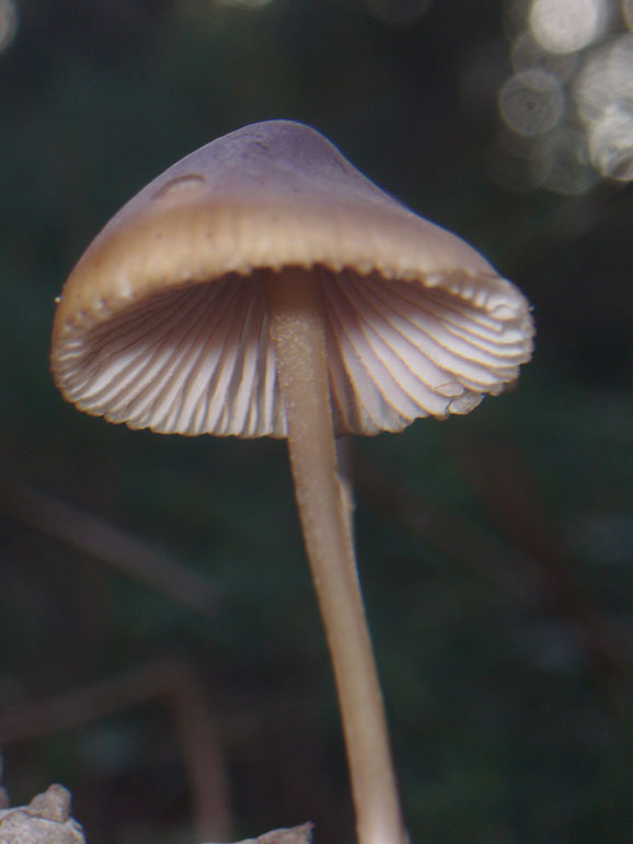 Forse Strobilurus 1 (cfr. Mycena seynii)