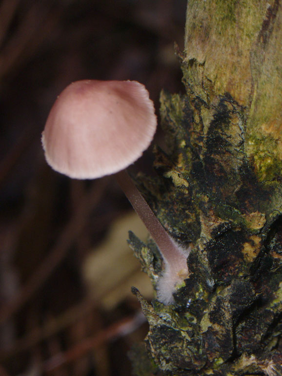 Forse Strobilurus 2 (Mycena seynii)