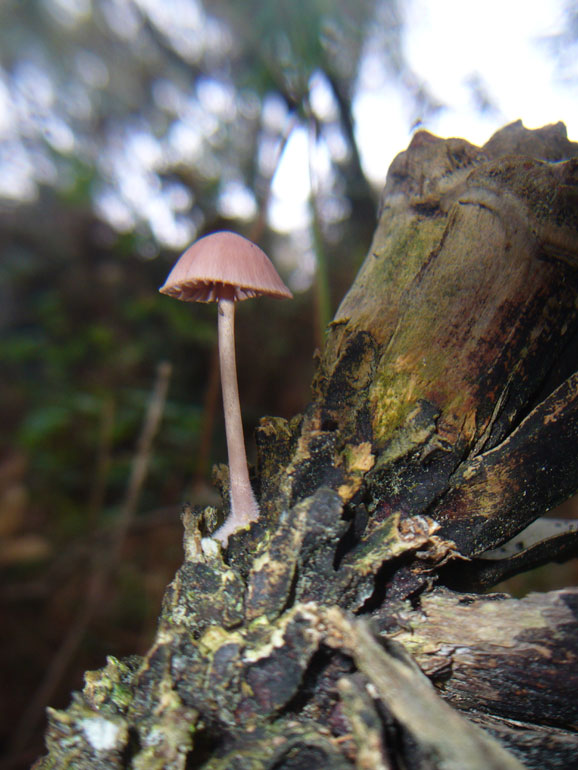Forse Strobilurus 2 (Mycena seynii)