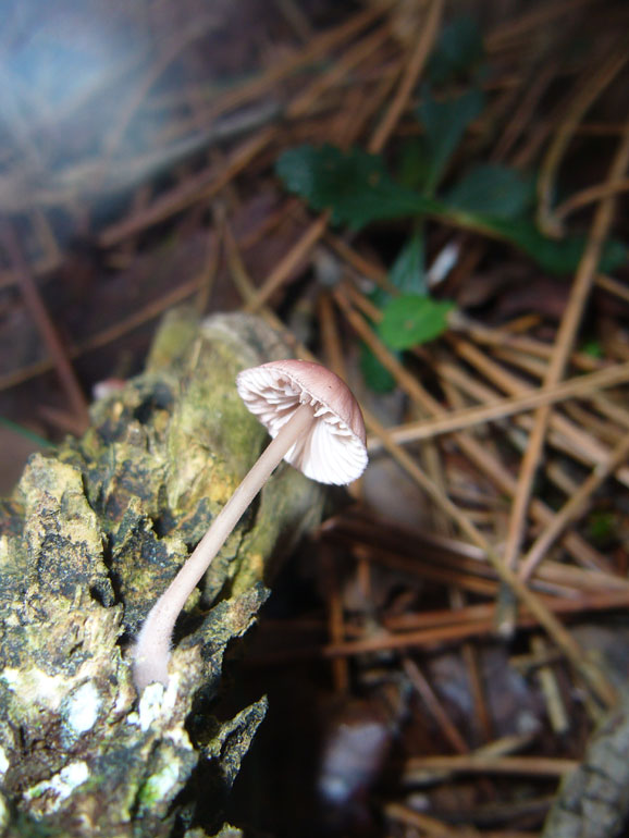 Forse Strobilurus 2 (Mycena seynii)