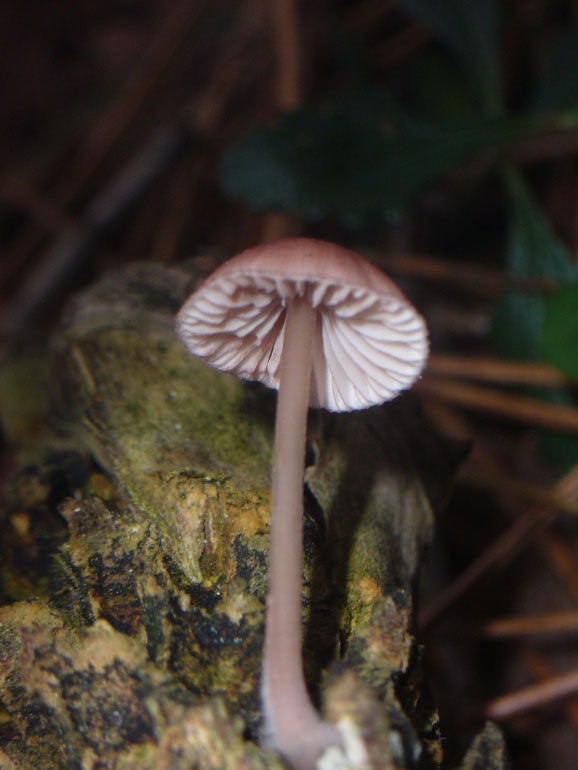 Forse Strobilurus 2 (Mycena seynii)