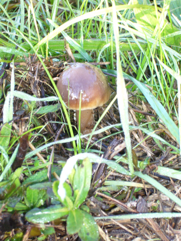 Volvariella gloiocephala del 14 Dicembre