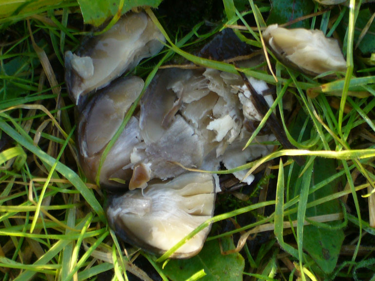 Volvariella gloiocephala del 14 Dicembre