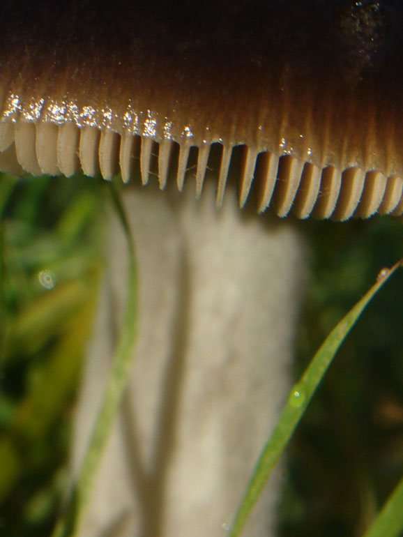Volvariella gloiocephala del 14 Dicembre