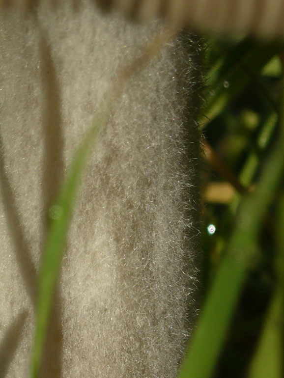 Volvariella gloiocephala del 14 Dicembre
