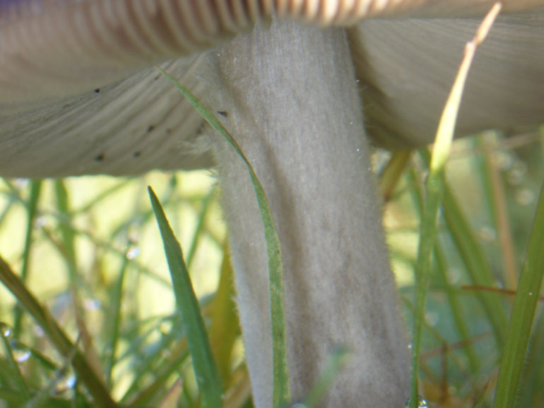 Volvariella gloiocephala del 14 Dicembre
