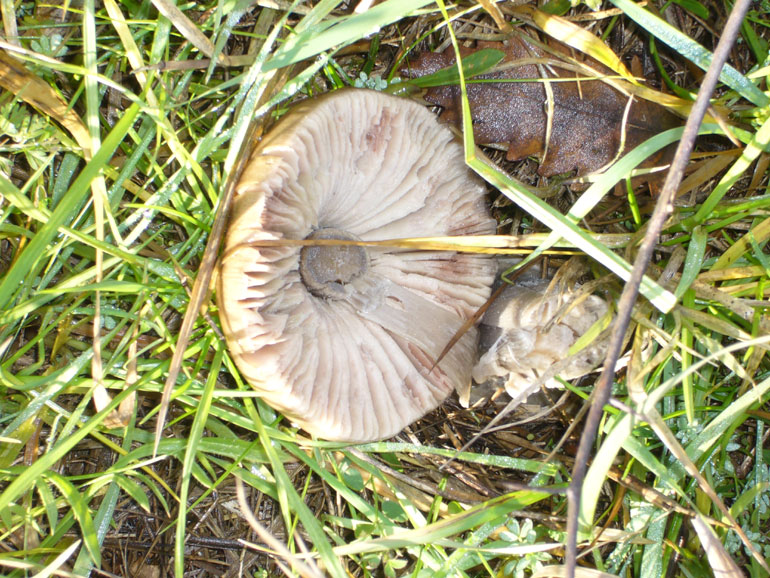 Volvariella gloiocephala del 14 Dicembre