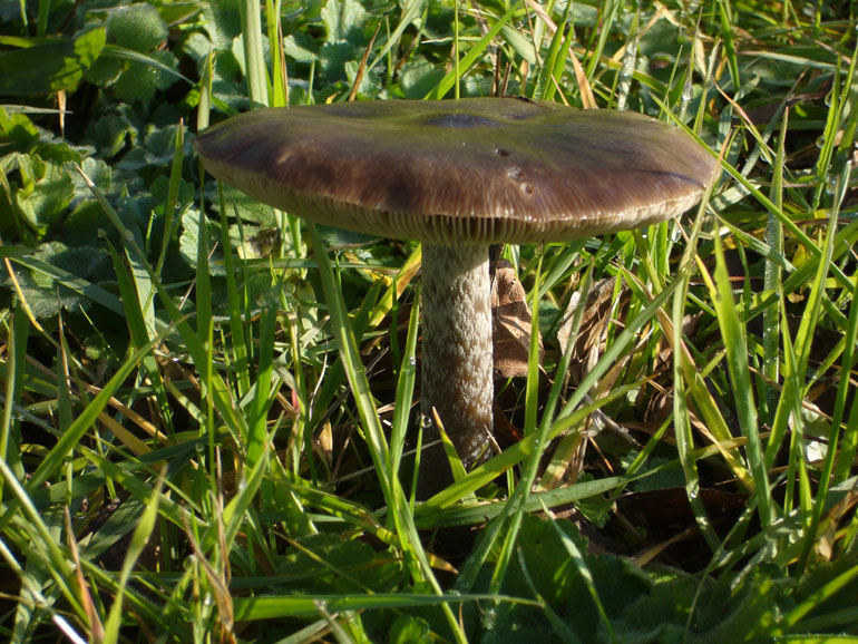 Volvariella gloiocephala del 14 Dicembre