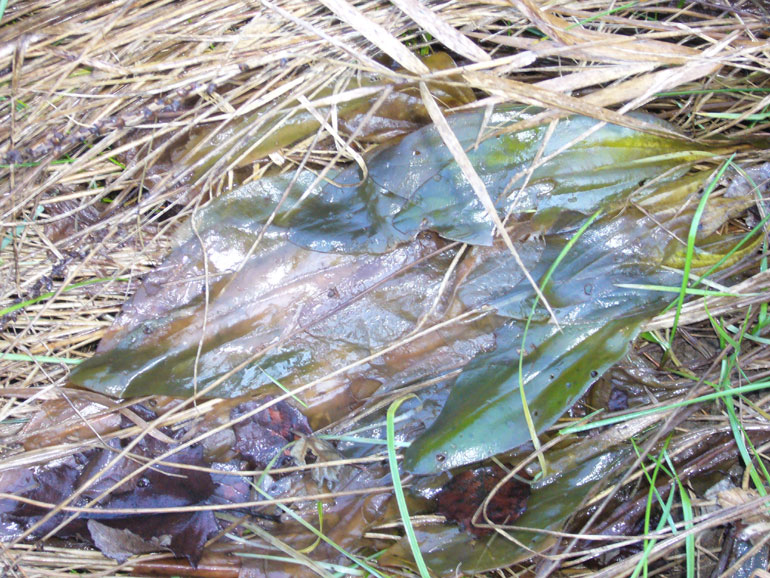 Distinzione tra Plantago cornuti e Plantago major
