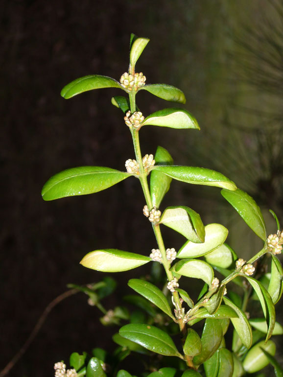 Esperimento: facciamo una chiave assieme?