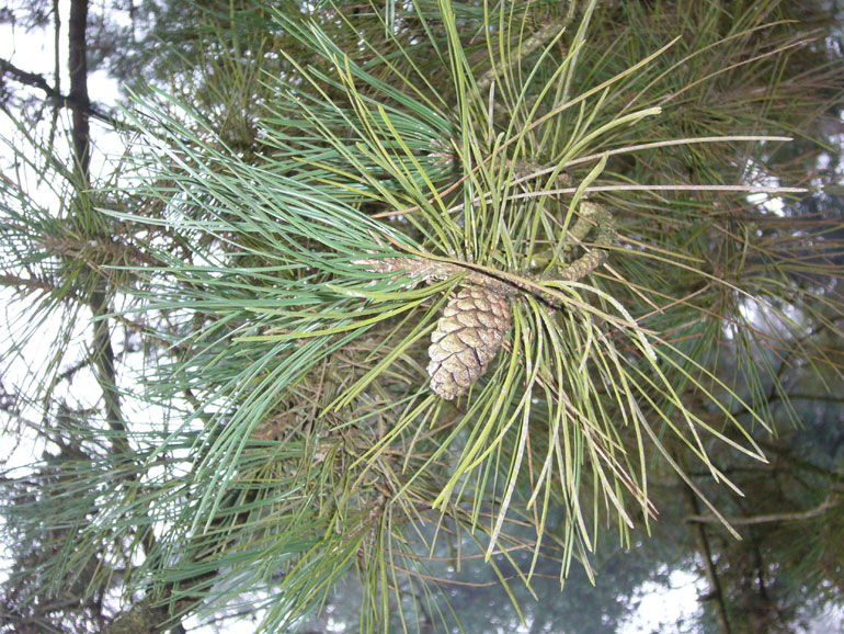 Pinus nigra in poesia