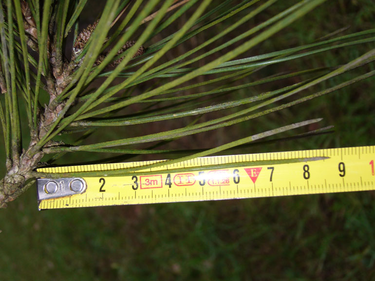 Pinus nigra in poesia