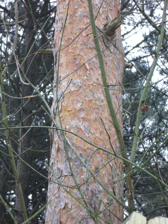 Pinus sylvestris / Pino silvestre