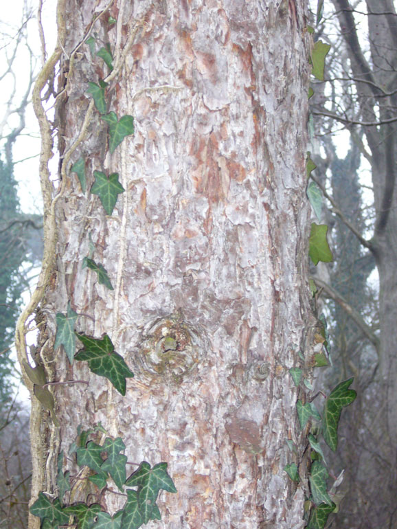 Pinus sylvestris / Pino silvestre