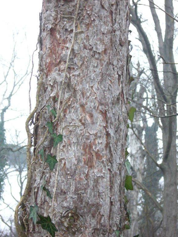 Pinus sylvestris / Pino silvestre