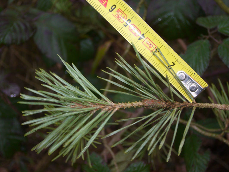 Pinus sylvestris / Pino silvestre