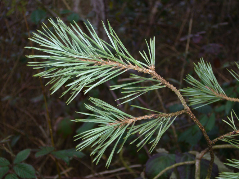 Pinus sylvestris / Pino silvestre