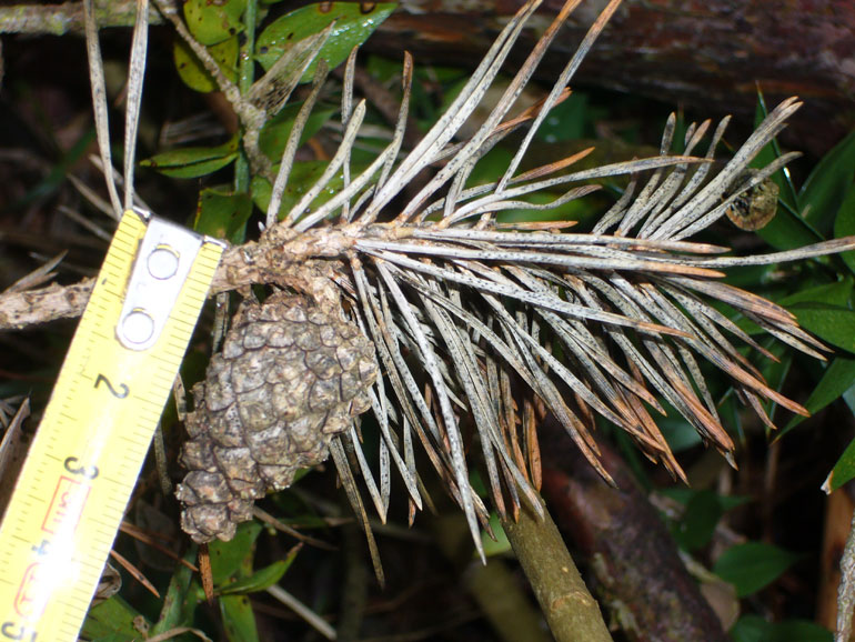 Pinus sylvestris / Pino silvestre