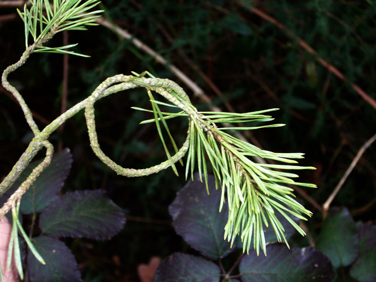 Pinus sylvestris / Pino silvestre