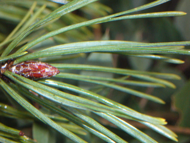 Pinus sylvestris / Pino silvestre