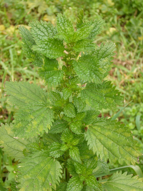 Urtica urens / Ortica minore