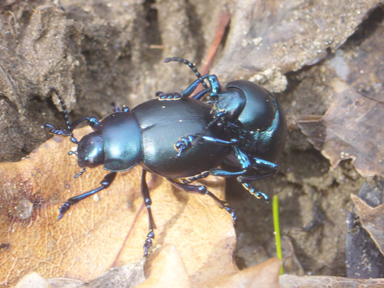 Coleotteri: Timarcha nicaeensis