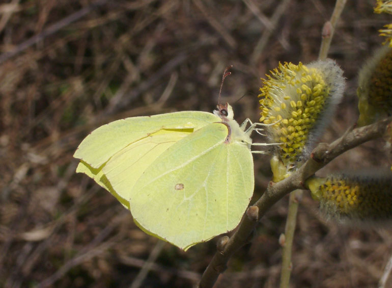 Cedronelle