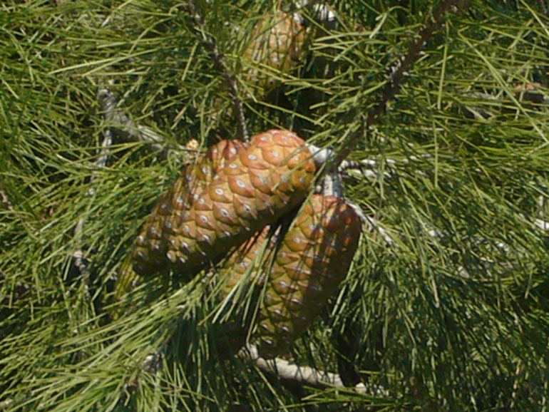 Pinus halepensis / Pino d''Aleppo