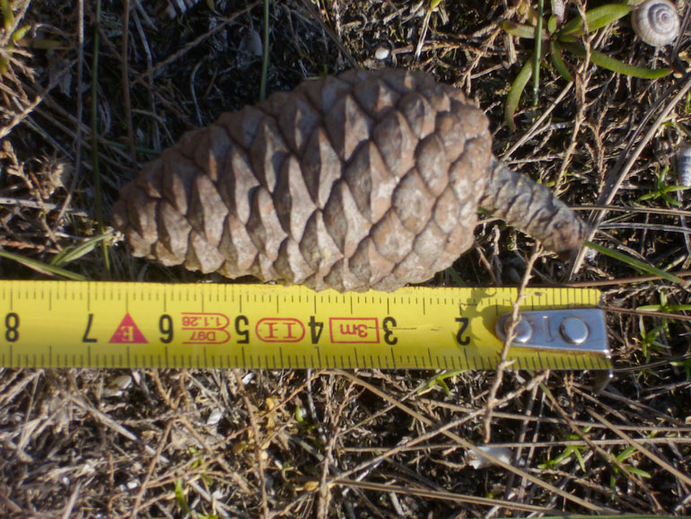 Pinus halepensis / Pino d''Aleppo