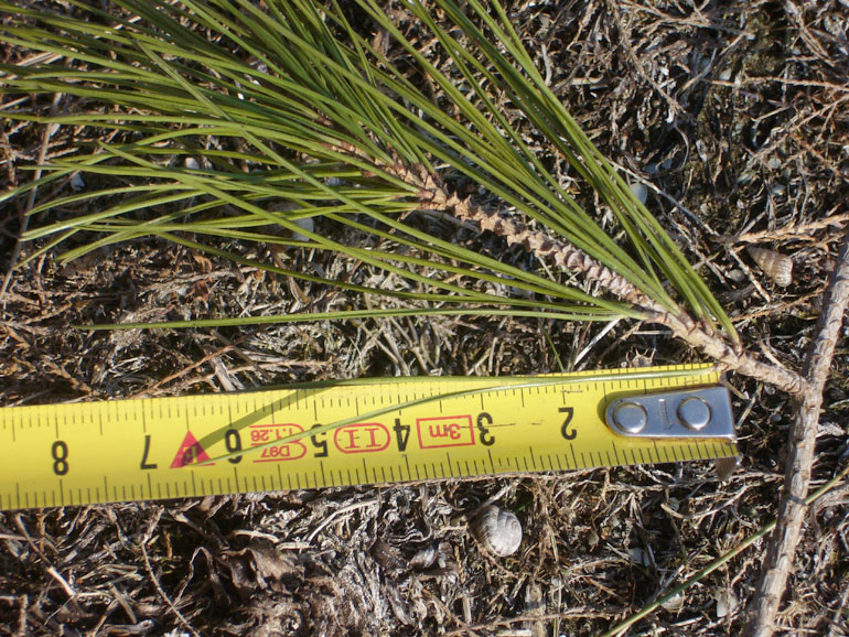 Pinus halepensis / Pino d''Aleppo