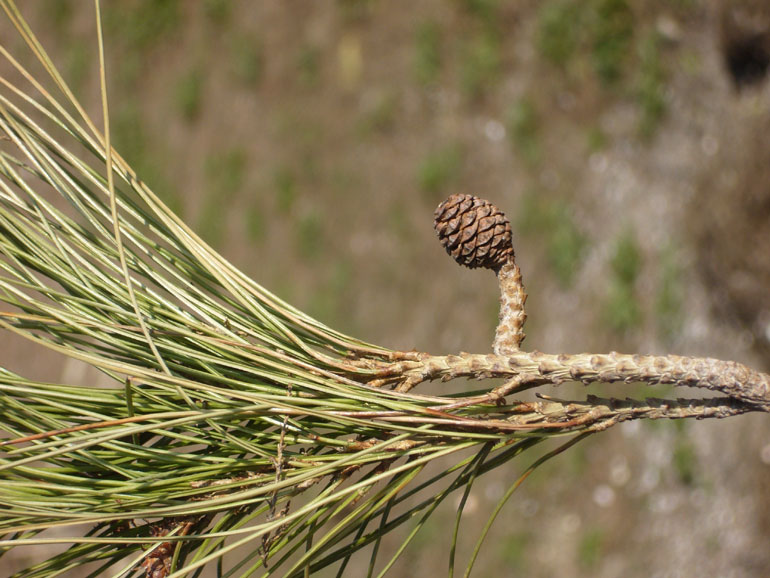 Pinus halepensis / Pino d''Aleppo