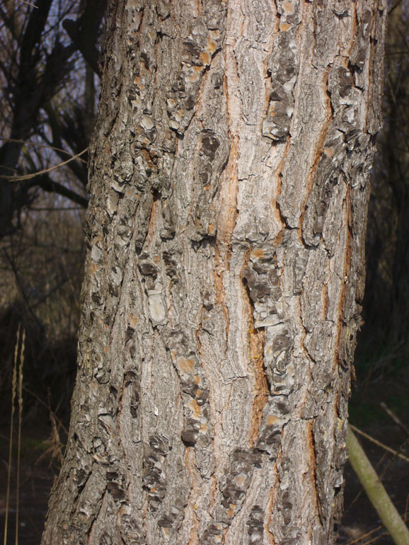 Pinus halepensis / Pino d''Aleppo