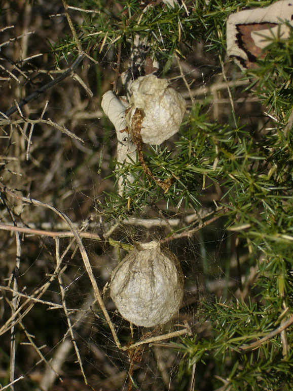 ooteche  Argiope bruennichi