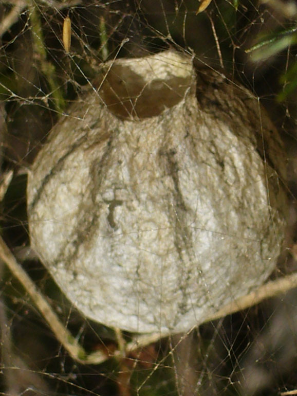 ooteche  Argiope bruennichi