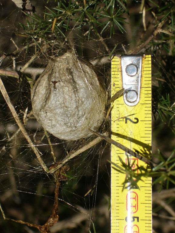 ooteche  Argiope bruennichi