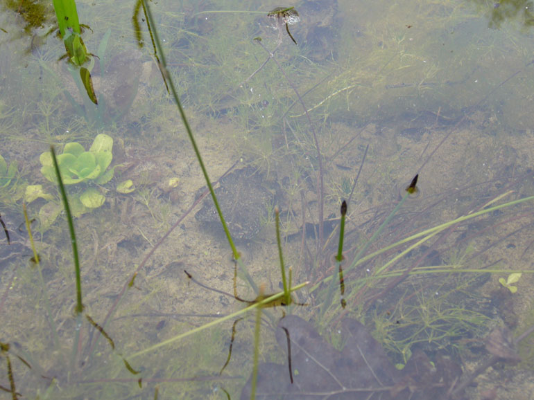 Eleocharis palustris / Giunchina comune