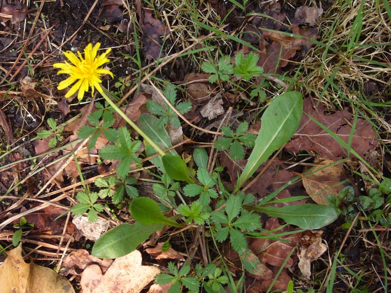 Taraxacum palustre / Tarassaco delle paludi