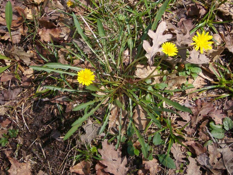 Taraxacum palustre / Tarassaco delle paludi