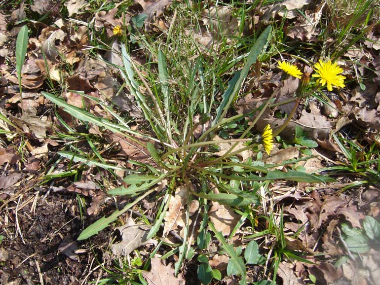 Taraxacum palustre / Tarassaco delle paludi