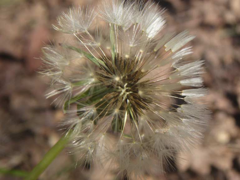 Taraxacum palustre / Tarassaco delle paludi