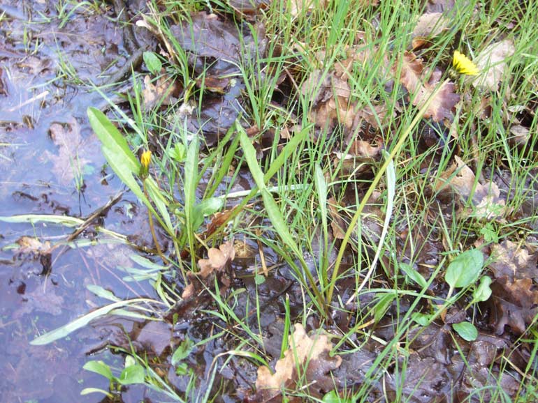 Taraxacum palustre / Tarassaco delle paludi