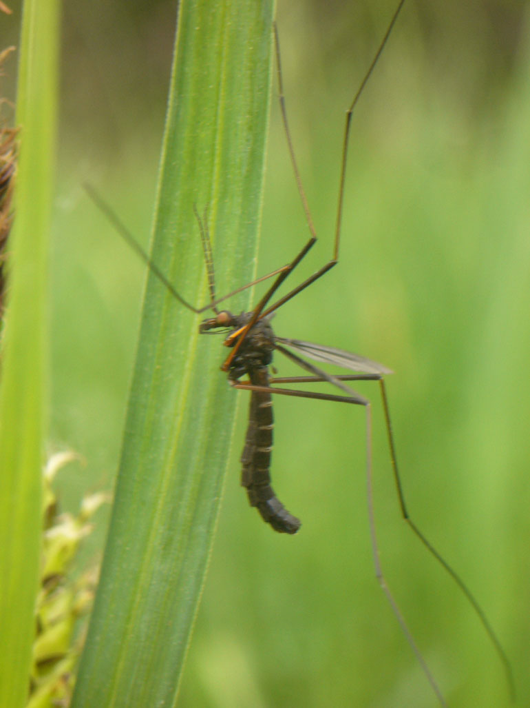 Tipula scura